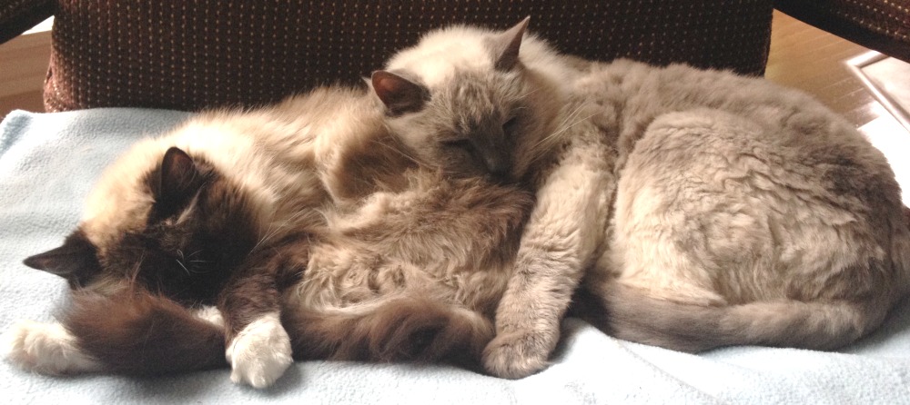 2 Older Ragdoll Cats Sleeping