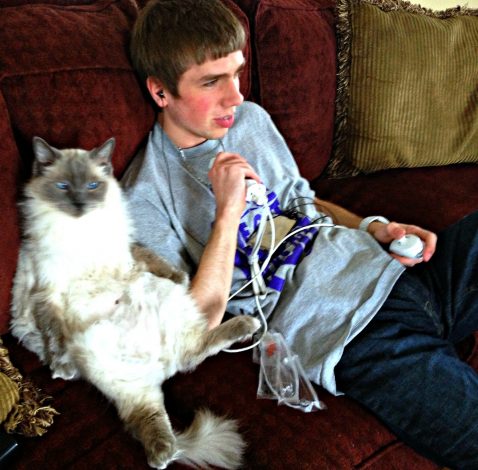Blue Point Ragdoll Cat with Boy Enjoying a Game