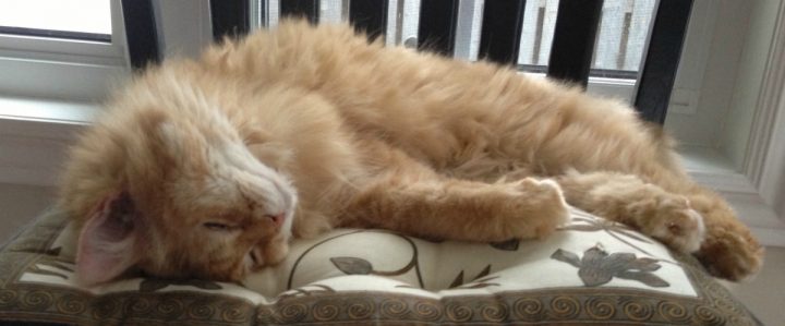 Beautfiul Older Female Cat Napping Orange Tabby