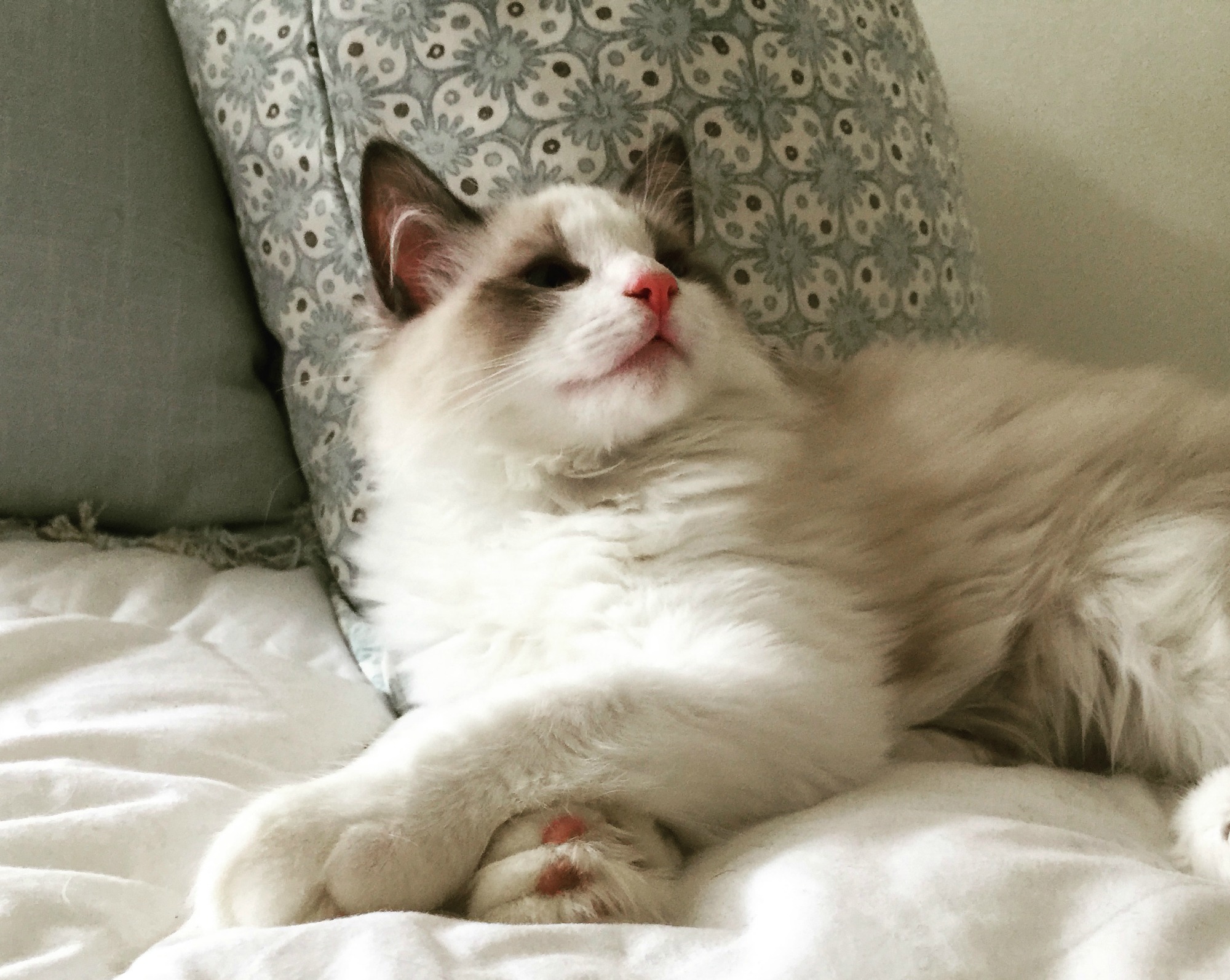 Ragdoll: Cat Breed Profile, Characteristics & Care