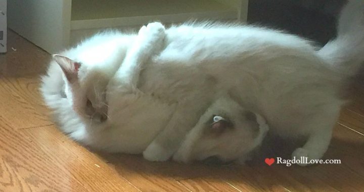 2 Ragdoll Kittens Play Fighting