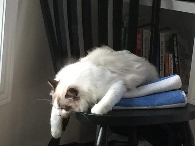 Seal Bicolour Ragdoll Kitten Relaxed on a chair