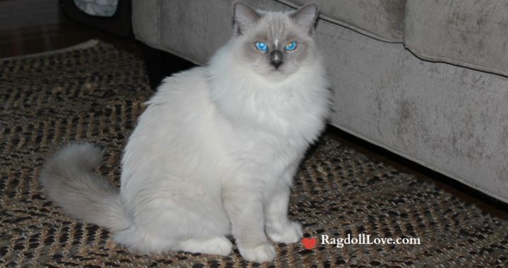 Lilac point hot sale mitted ragdoll