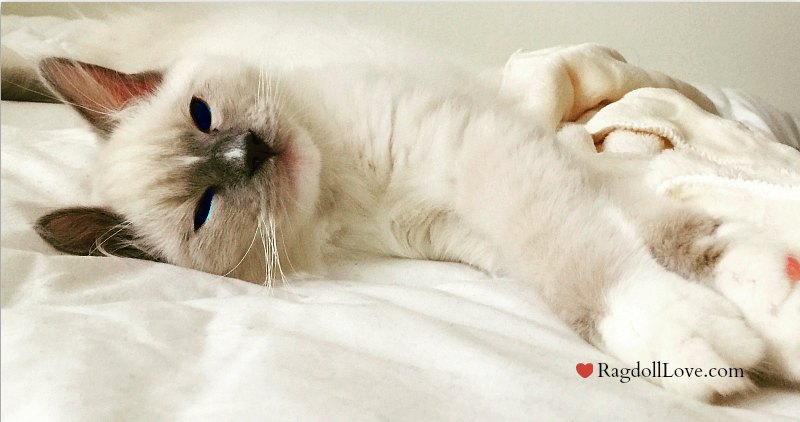 ragdoll kittens playing