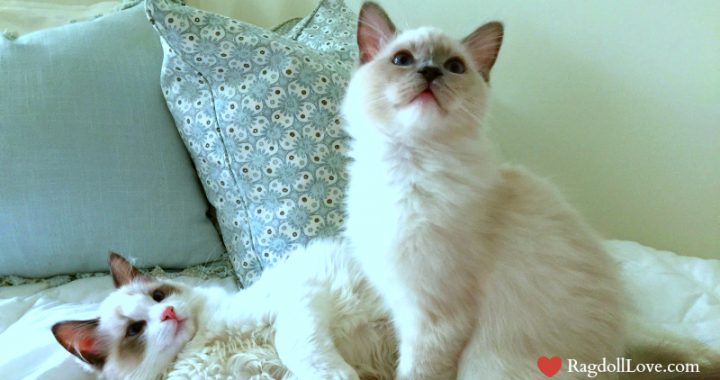 Two 3 month old Ragdoll Kittens Looking at Photographer