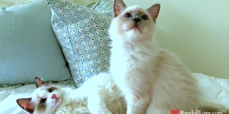 Two 3 month old Ragdoll Kittens Looking at Photographer