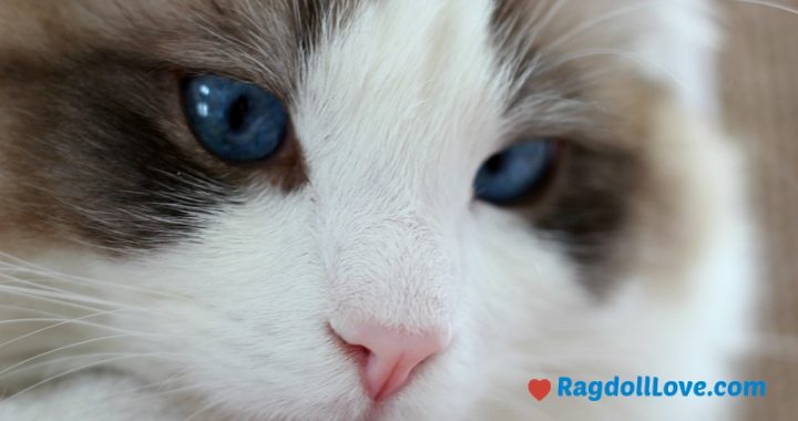 Seal BiColour Ragdoll Kitten Closeup