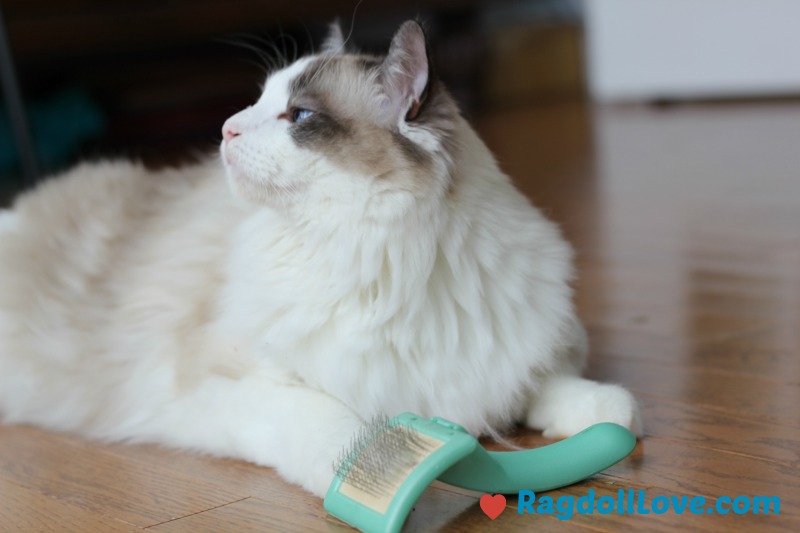 Seal Bicolour Ragdoll kitten looking happy with his slicker grooming brush 