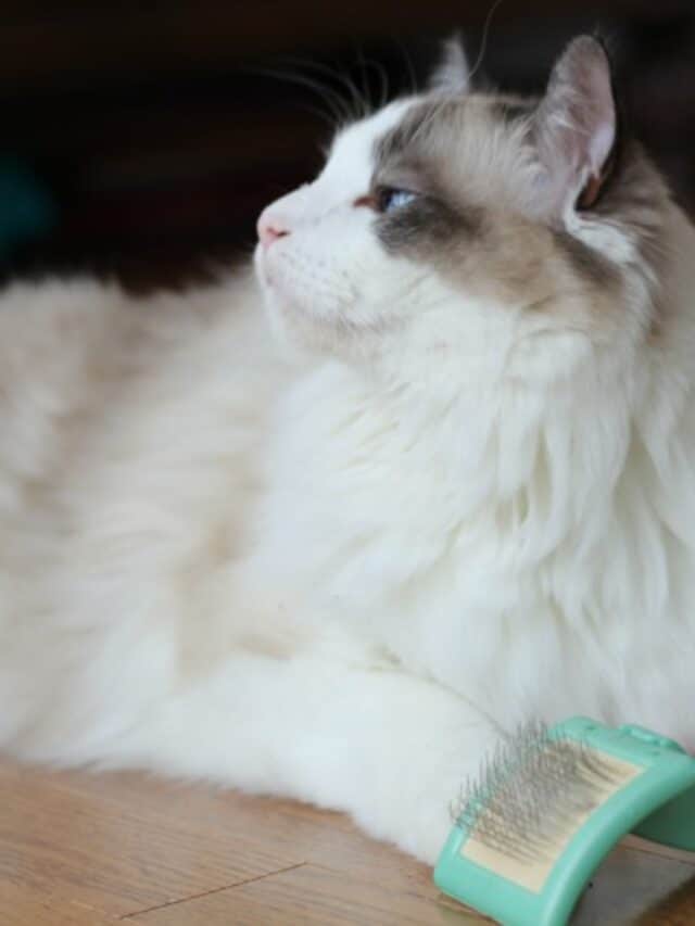 Tips and Hacks For Dealing With Matted Cat Fur on Your Ragdoll Story