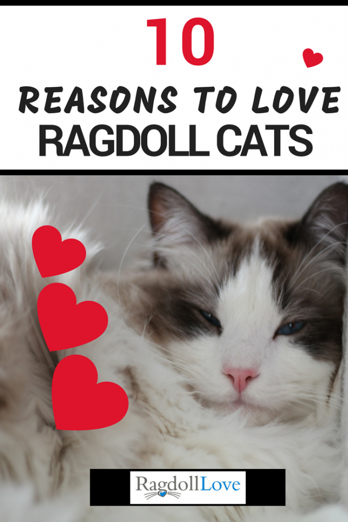 Seal Bicolour Ragdoll Kitten Lying down with hearts around