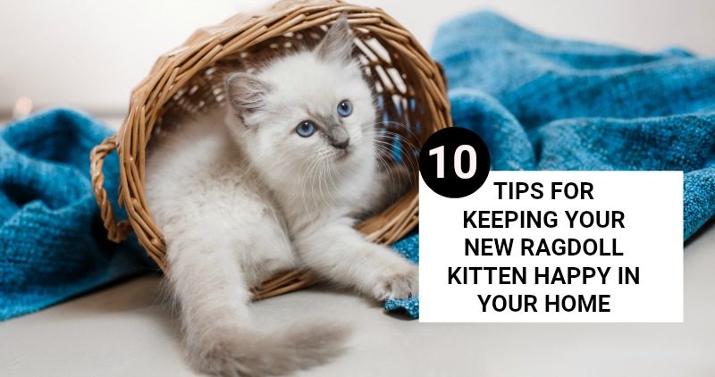 Ragdoll Kitten Appears Upset Until Owner Adopts a 'Bestie' for Him