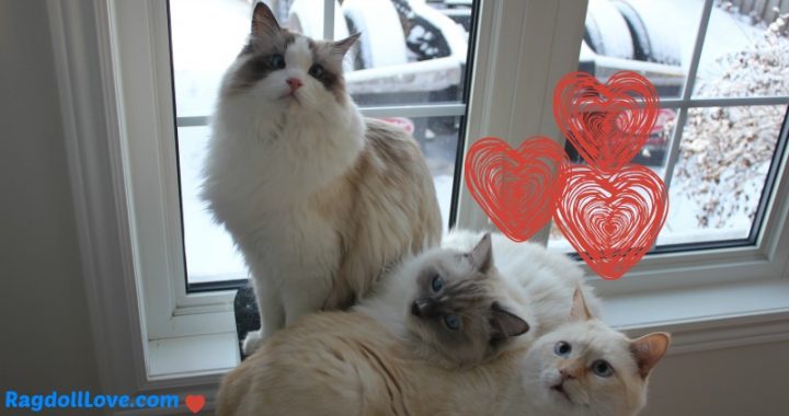 2 Ragdoll kittens and one rescue cat cuddled together