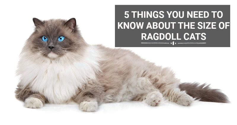 5 THINGS YOU NEED TO KNOW ABOUT THE SIZE OF RAGDOLL CATS FB