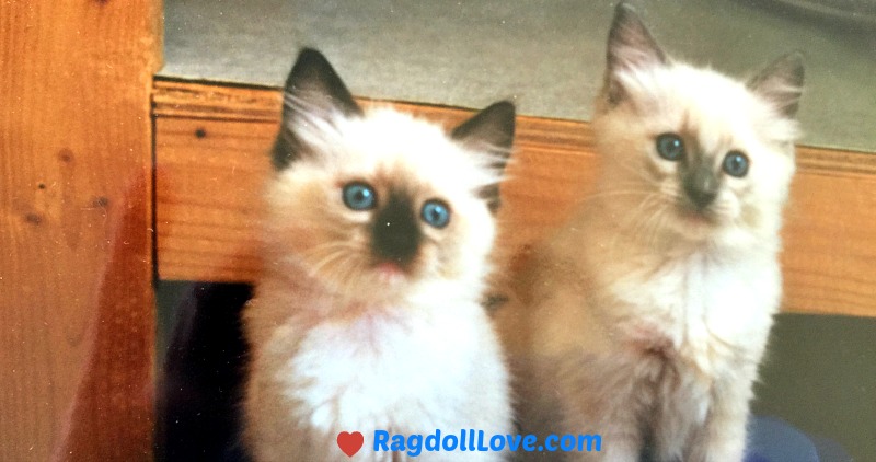 Seal Bicolour Ragdoll Kitten Female and Blue Pointed Ragdoll Kitten Male together