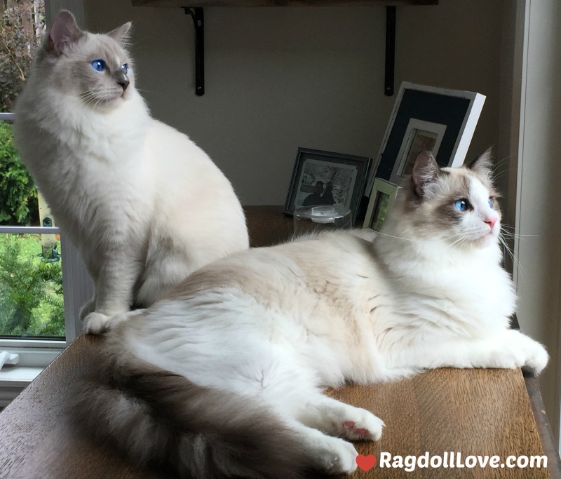2 White and Gray Ragdoll Cats Looking Out Window