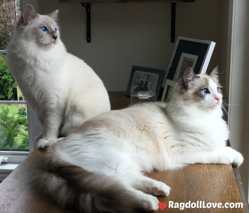 grey and white ragdoll