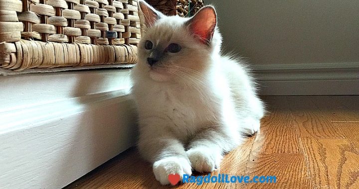 Blue Mitted Ragdoll Kitten with Nose Blaze