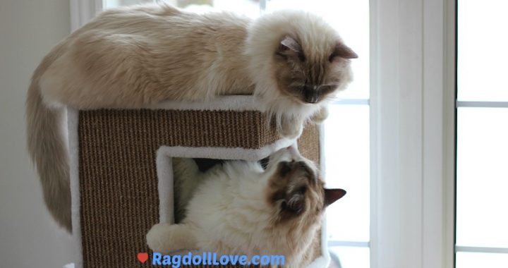 2 Ragdoll Kittens in Cat Tower Looking at One Another