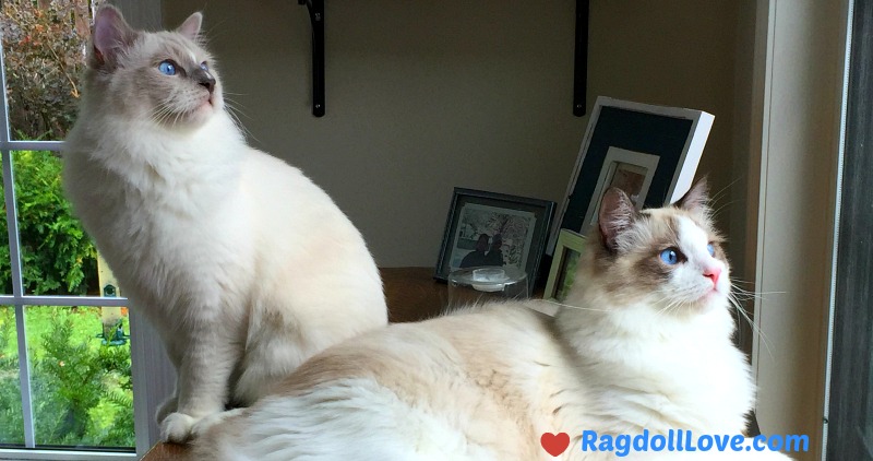 2 Ragdoll Kittens Looking out the Window