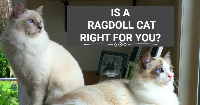 adoring ragdolls