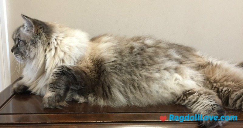 Large Lynx Ragdoll Cat Lying on a Table