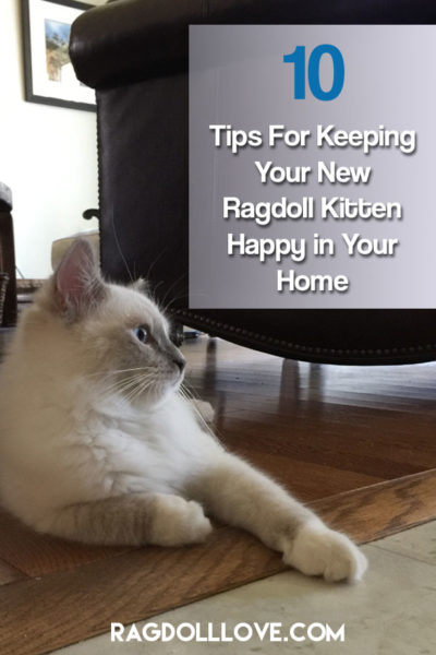 10 Tips For Keeping Your Ragdoll Kitten Happy In Your Home