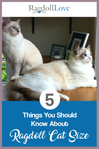 5 THINGS YOU SHOULD KNOW ABOUT RAGDOLL CAT SIZE