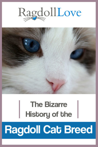 THE BIZZARE HISTORY OF THE RAGDOLL CAT BREED