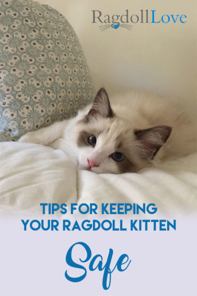 TIPS FOR KEEPING YOUR RAGDOLL KITTEN SAFE