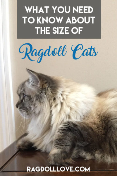 Ragdoll Weight Chart