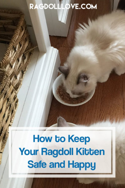 Everything You Need For Your New Ragdoll Kitten