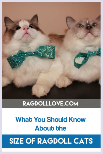 WHAT YOU NEED TO KNOW ABOUT THE SIZE OF RAGDOLL CATS