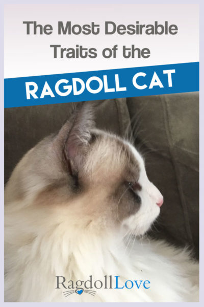 ragdoll love