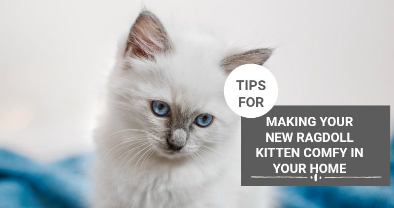 TIPS FOR MAKING YOUR NEW RAGDOLL KITTEN COMFY IN YOUR HOME