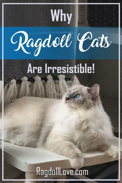 WHY-RAGDOLL-CATS-ARE-IRRESISTIBLE-RAGDOLL-CAT-CHARACTERISTICS-PIN-1--400x600.jpg