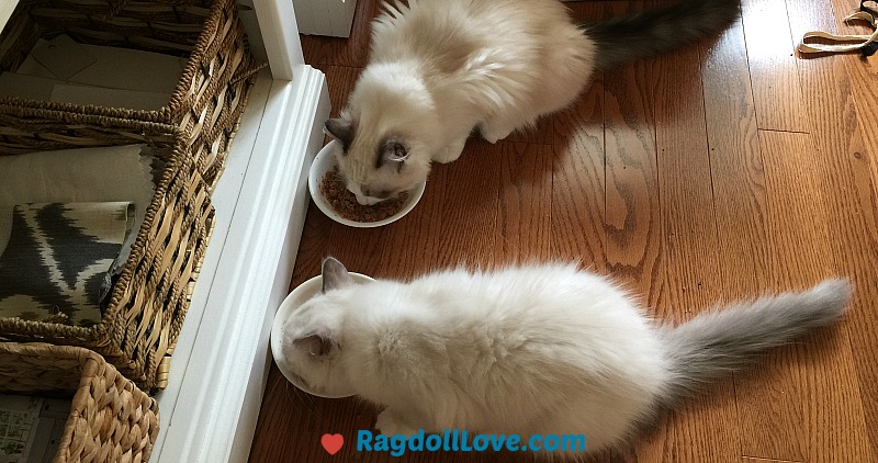 Two Four Month Old Ragdoll Kittens Eating From Bowls