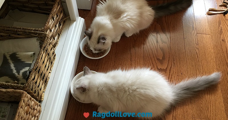 feeding ragdoll kittens