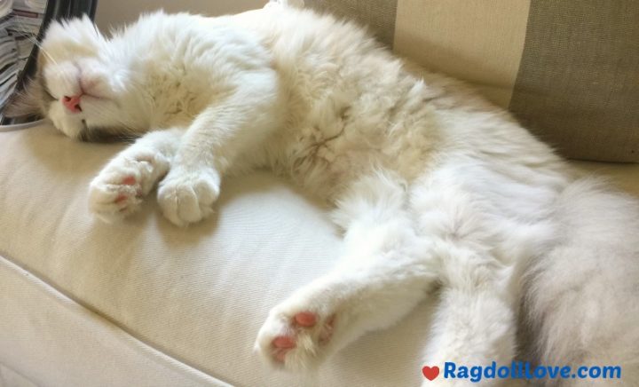 ZeeZee Chilling on Chair Ragdoll Cat Seal Bicolour