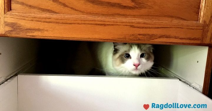 Seal Bicolour Ragdoll Kitten Peeking out From Cupboard