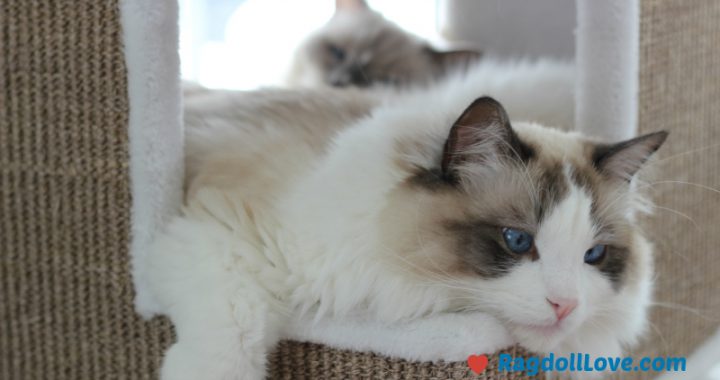 Large Male Ragdoll Kitten in Climber