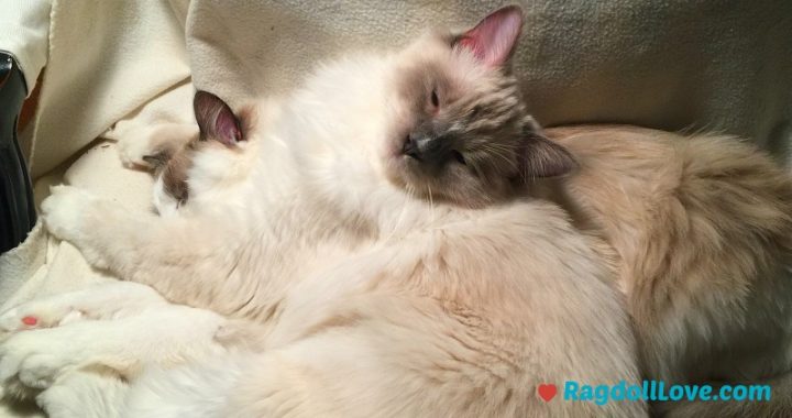 2 Ragdoll Kittens cuddling on a chair