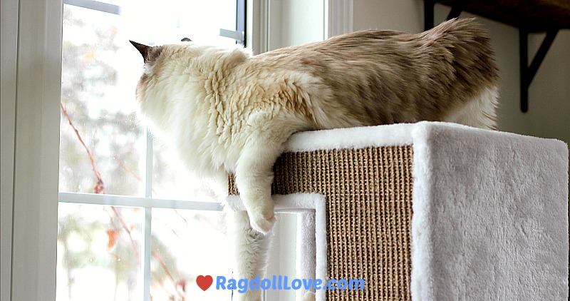 Ragdoll cat on a climber looking out the window