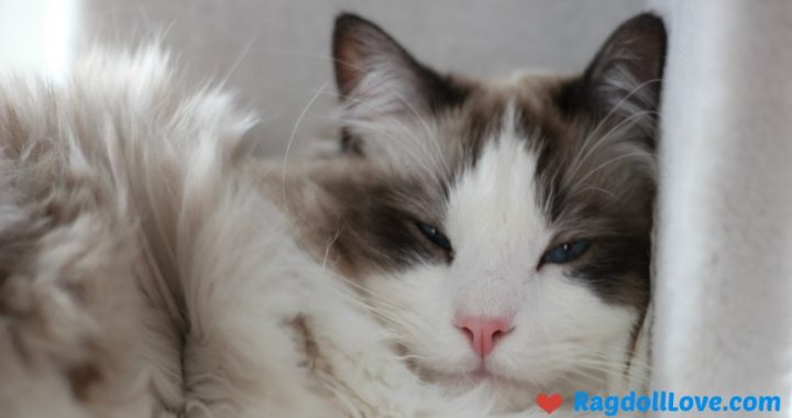 Seal Bicolour Ragdoll Kitten's Face Closeup