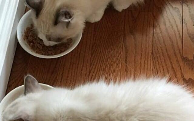 Two Four Month Old Ragdoll Kittens Eating From Bowls