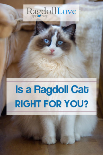 Fluffy Large Seal Bicolour Ragdoll Cat - Is a Ragdoll Cat Right For You