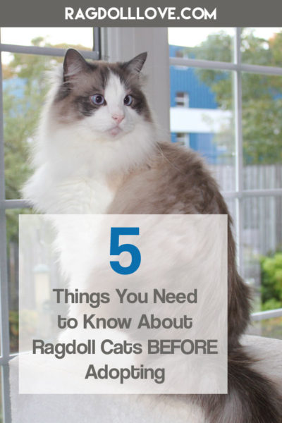 Seal Bicolour Ragdoll Cat with Wide Big Eyes Staring - 5 Things You Need to Know About Ragdoll Cats Before Adopting