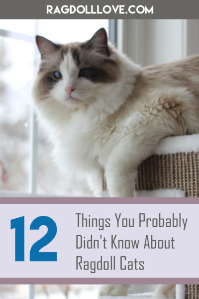 Ragdoll Cat Facts 12 Things You Probably Didn T Know About Ragdolls