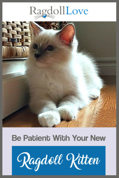 Ragdoll kitten lying down on the floor