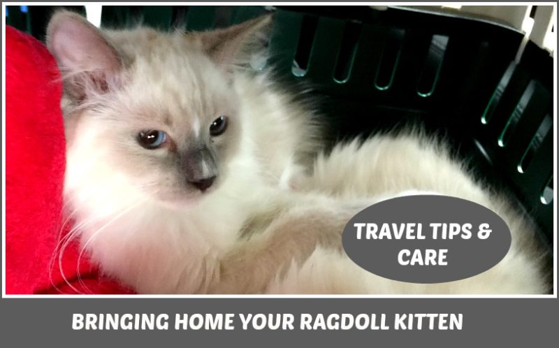 Ragdoll kitten chilling in his cage for a car ride