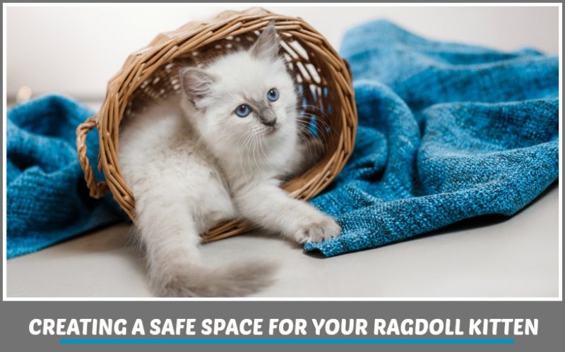 CREATING A SAFE SPACE FOR YOUR RAGDOLL KITTEN - BLUE POINT RAGDOLL KITTEN IN A BASKET